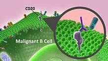 CD20 target