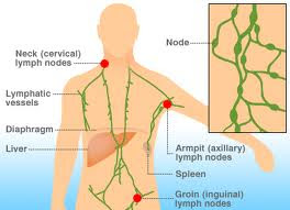 Lymphatic system
