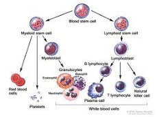 Plasma cells