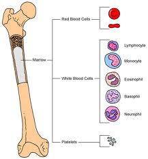 Bone marrow examination