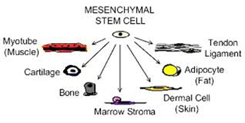 MSC differentiation