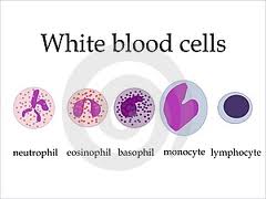 White blood cells